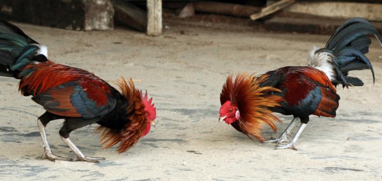 Tajen Merupakan Tradisi Bukan Judi!