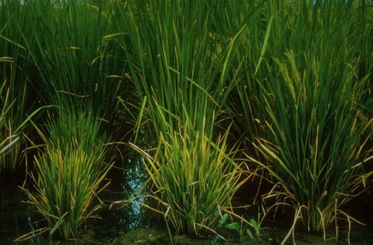 Tanaman Padi Subak Celuk Kerdil, Ternyata ini Penyebabnya