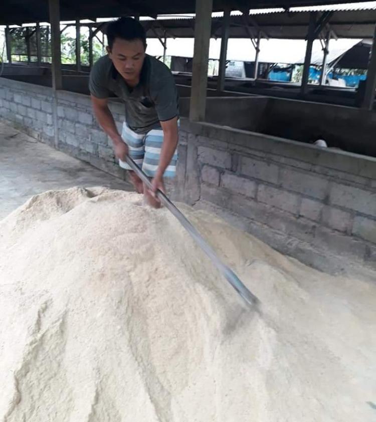 Tekuni Bisnis Ternak Bibit Babi, Agus Mahendra Mengolah Pakan Ternak Sendiri