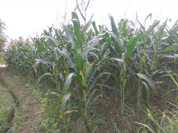 Terbukti!, Varietas Jagung Unggulan Dirasakan Salah Satu Petani Subak Munduk Krasan