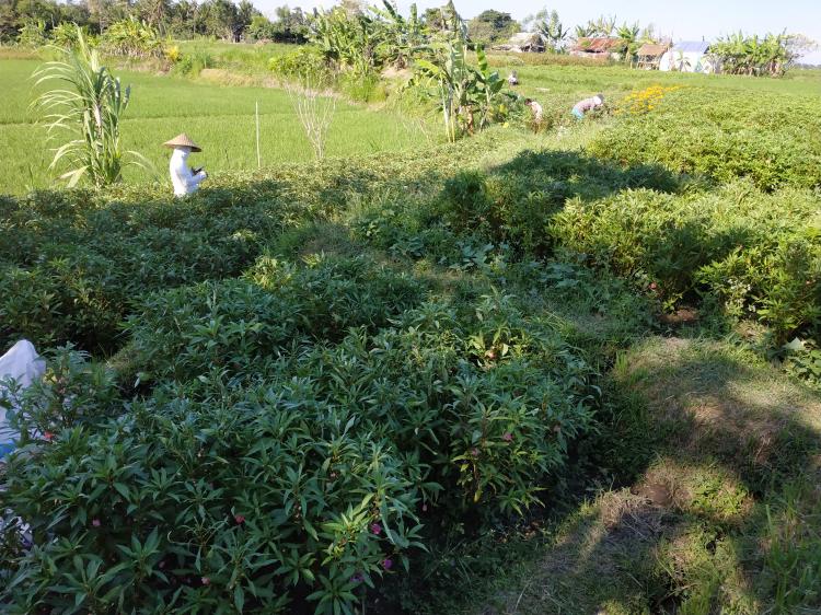 Tidak Perlu Lahan Yang Luas, Berbekal Lahan 5 Are Ketut Asti Cari Sampingan Dengan Pacar Air