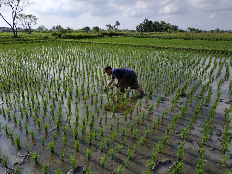 Tingkatkan Produksi Dengan Teknik Penanaman Jarwo