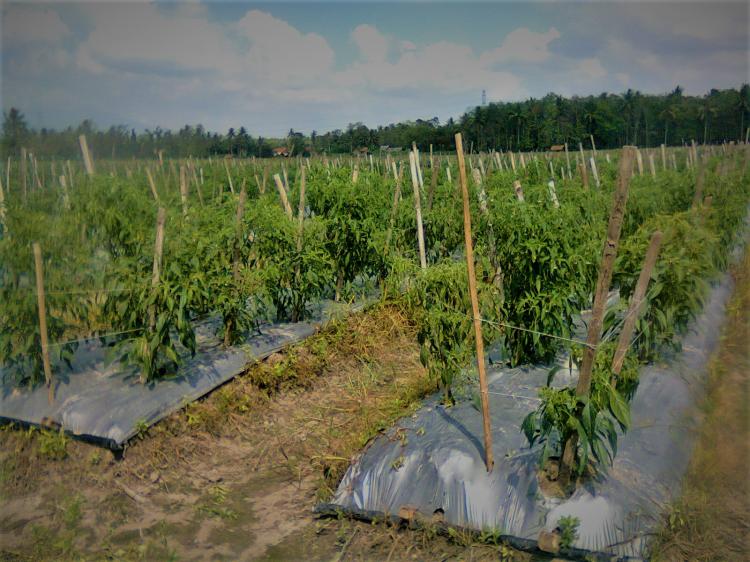 Tingkatkan Produktivitas, Petani Subak Krasan Gunakan Mulsa Plastik