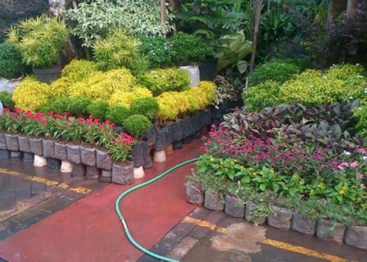 Tunas Mekar Unggul, Usaha Jual Tanaman di Desa Sedang