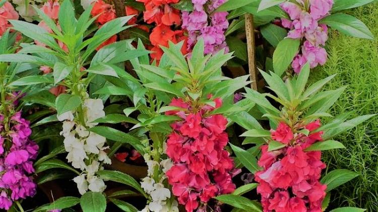 Waktu Tanam Pengaruhi Keberlanjutan Dalam Budidaya Bunga Pacar Air
