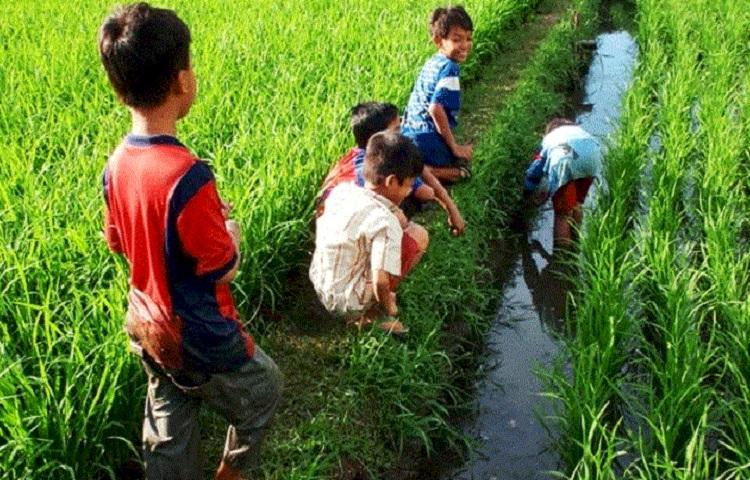 “Ngejuk Lindung” Aktivitas Anak-Anak Saat Musim Panen Tiba