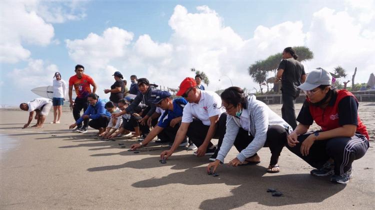 Pelepasan Tukik Untuk Menjaga Keseimbangan Ekosistem Laut