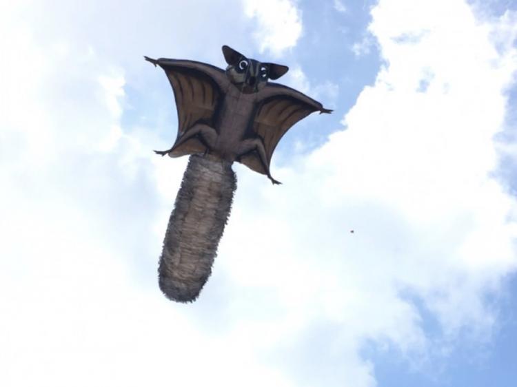 Sugar Glider Raksasa Terbang di Langit Tibubeneng