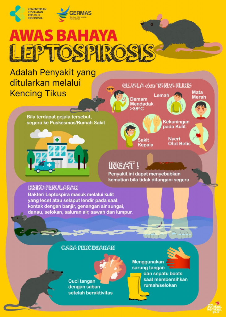 Waspada Leptospirosis di Musim Hujan